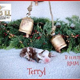 Terrys - Red merle male Miniature Australian Shepherd puppy in Madisonville, Texas from Flying LL Aussies
