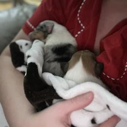 Collie Puppies from Jolly Collies