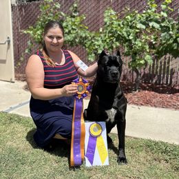Cane Corso Puppies from Lionheart Cane Corso