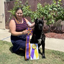 Cane Corso Puppies from Lionheart Cane Corso