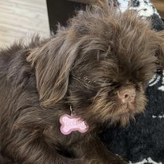 Brussels Griffons, Chihuahuas, and French Bulldogs from BZB Griffs