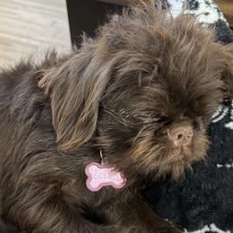 Brussels Griffons, Chihuahuas, and French Bulldogs from BZB Griffs