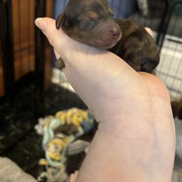 Maxine Mayfield - Dapple female Dachshund puppy in Jacksonville, North Carolina from Lizzie’s Doxies