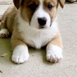 Cardigan Welsh Corgi Puppies from Penfro Corgis