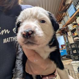 Margo - Black tri-color female Australian Shepherd puppy in Almo, Kentucky from Riley's Paw Pals