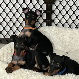 Manchester Terrier puppies from Goldline Manchester Terriers