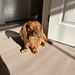 Lincoln - Dachshund