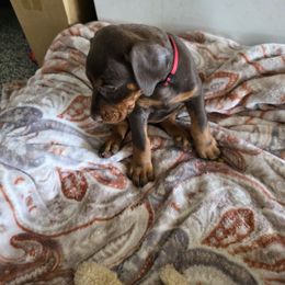 Blake - Red and rust female Doberman Pinscher puppy in Anderson, Indiana from Legendary Kennels
