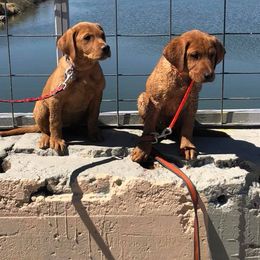 Dalmatian and Labrador Retriever Puppies from ECMO Farm Dalmatians & ECMO Farm Fox Red Labs