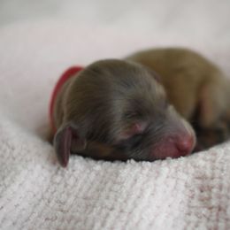 Latté - Cream female Dachshund puppy in Venice, Florida from Seaside kennels