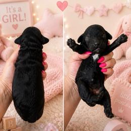 Girl 2 - Black female Poodle puppy in Calimesa, California from Teakwoodpoodleofsocal
