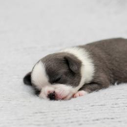 Bluey - Blue and white male Chihuahua puppy in Portland, Oregon from PNW Toy Breeds