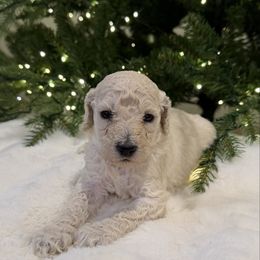 Ryder - White male Poodle puppy in Roseville, California from Aura & Luxe Poodles