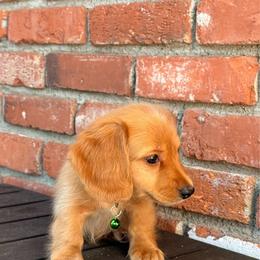 Biscoff - Red male Dachshund puppy in Arcadia, California from Cruz Industries - Dachshund Company & French Bulldog Company