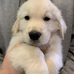 Boy 1 - Golden Retriever puppy in Michigan from Cider Ash Goldens