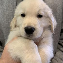 Boy 1 - Golden Retriever puppy in Michigan from Cider Ash Goldens