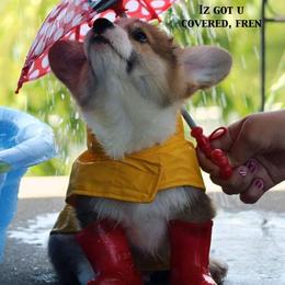 Basset Hound and Pembroke Welsh Corgi Puppies from Northstar Corgis and Basset Hounds