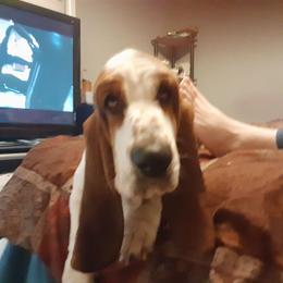 Susan - Basset Hound