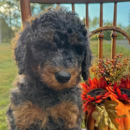 Pierre - Phantom male Poodle puppy in St. Johnsbury, Vermont from Poodles of the Northern Woods