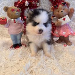 Cherish - Black and white female Pomsky puppy in Bucyrus, Missouri from Hill Top Pomskies