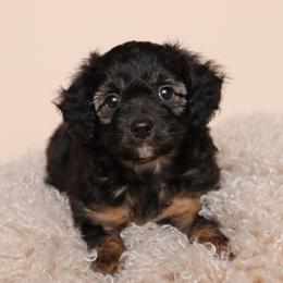 Toy Story's Rex - Sable male Assorted Doodle Crosses puppy in Tillamook, Oregon from Oregon Bordoodles