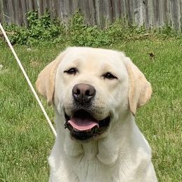 Spinner - Labrador Retriever