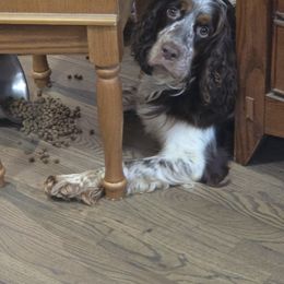 Dixie - English Springer Spaniel