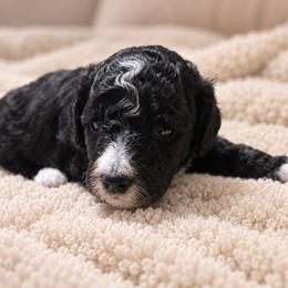 S'more - Black female Goldendoodle puppy in Pittsburg, Texas from Grace Springs Goldendoodles