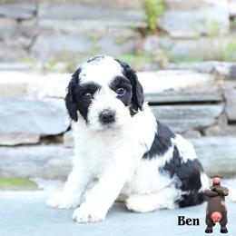Ben - Black and white male Cockapoo puppy in Canastota, New York from Silver City Cockapoos