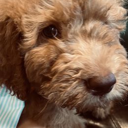 Finn - Goldendoodle puppy from Hula & Oliver Co.