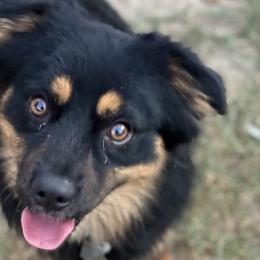 Australian Shepherds, Miniature American Shepherds, Miniature Australian Shepherds, and Toy Australian Shepherds from HP Aussie Kennels