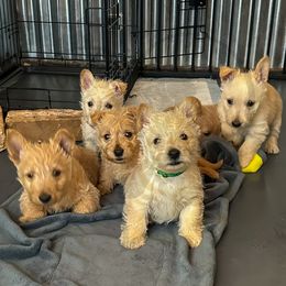 Scottish Terrier Puppies from Rocket's West Texas Scottish Terriers (WTX ST)