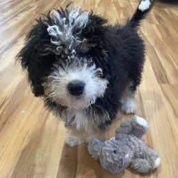 Bernedoodles and Cavapoos from Dreaming of Doodles
