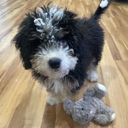 Bernedoodles and Cavapoos from Dreaming of Doodles