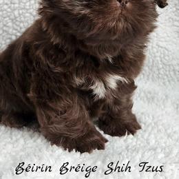 Shih Tzu Puppies from Beirin Breige Shih Tzus