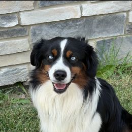 Miniature Australian Shepherd All Grown Up from Darcie Clingan