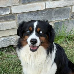 Miniature Australian Shepherd All Grown Up from Darcie Clingan