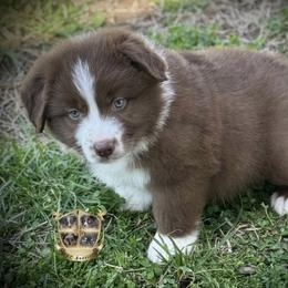 Fireball - Red & white male Miniature Australian Shepherd puppy in El Dorado Springs, Missouri from HP Aussie Kennels