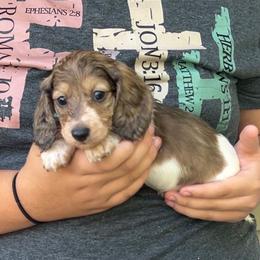 Genevieve - Piebald female Dachshund puppy in Spencer, Nebraska from Deer Hollow Dachshunds