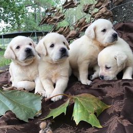 Labrador Retrievers from Cross G Farms