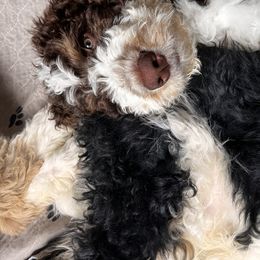 Bernedoodle Puppies from Cairn Ridge Doodles