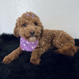 Poppy - Goldendoodle