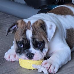 Rolly - Brindle male Bulldog puppy in Brookshire, Texas from Daisy’s Bully Bloom