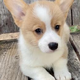 American Corgis and Pembroke Welsh Corgis from Wild Goose Corgis