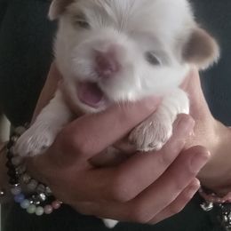 Jack - Cream and white male Shih Tzu puppy in Green Valley Lake, California from All American Shih Tzu Puppies