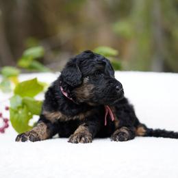 Pink collar - Phantom female Bernedoodle puppy in Spokane, Washington from Doodle Love