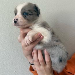Guinness - Blue merle female Australian Shepherd puppy in Weeki Wachee, Florida from Ace of Spades Australian Shepherds