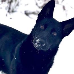 Heidi - German Shepherd