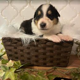 Dill Pickles - Black white and tan male Collie puppy in Chilhowie, Virginia from Jolly Collies