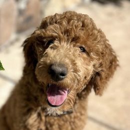 Cockapoos, Cocker Spaniels, and Poodles from Desert Puppies